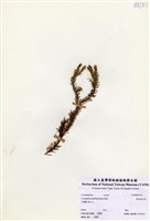 藏品(線葉蔓石松)的圖片